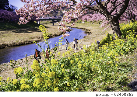 【静岡県】南伊豆町下賀茂温泉・みなみの桜と菜の花まつり 62400865