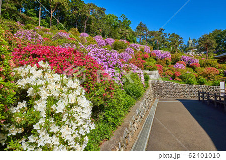 東京青梅市の塩船観音寺護摩堂の西側からツツジと平和観音像を見る 東京青梅市の塩船観音寺護摩堂の西側からツツジと平和観音像を見る 62401010
