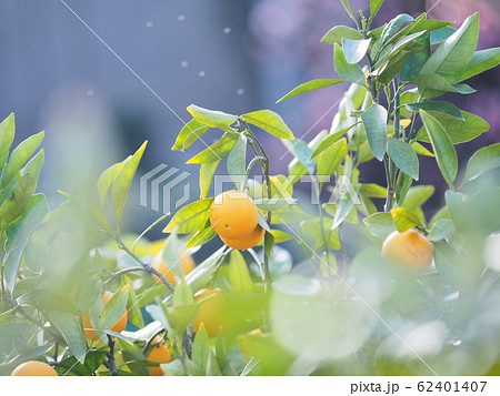 宮内いよかん 宮内いよかん 62401407