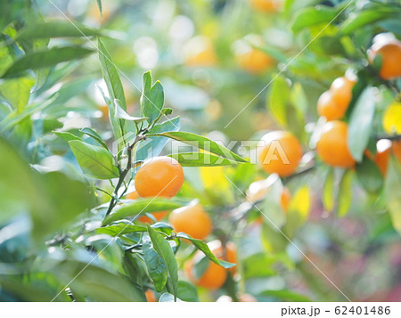 宮内いよかん 62401486