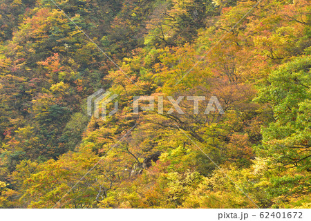 新潟県南魚沼市水無川の紅葉 高倉沢出合付近の紅葉の斜面 新潟県南魚沼市水無川の紅葉 高倉沢出合付近の紅葉の斜面 62401672