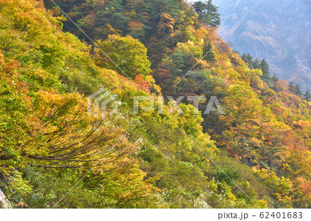 新潟県南魚沼市水無川の紅葉　ブナツルネ沢出会い付近の斜面 62401683
