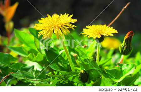 タンポポの花の写真素材