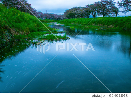草場川両側の春の桜開花状況 62401848