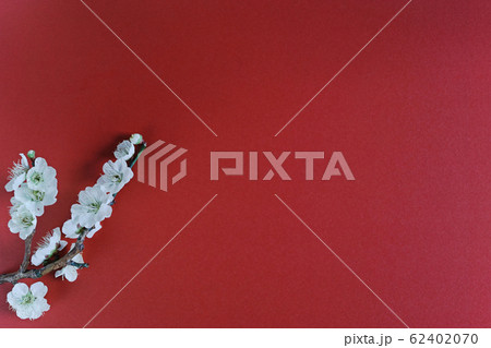 赤い背景に白い花が咲いた梅の枝と広いコピースペースの写真素材 62402070 Pixta