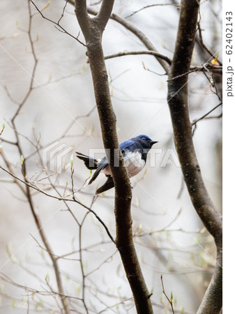 清涼な森の響きオオルリ 清涼な森の響きオオルリ 62402143