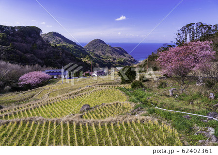 （静岡県）河津桜咲く、西伊豆石部の棚田 62402361