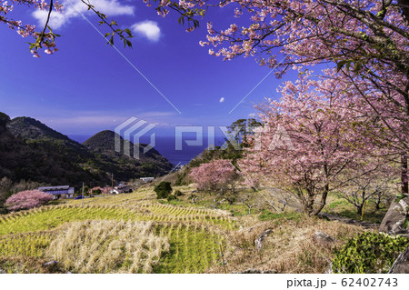 （静岡県）河津桜咲く、西伊豆石部の棚田 62402743