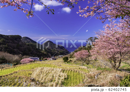 （静岡県）河津桜咲く、西伊豆石部の棚田 62402745