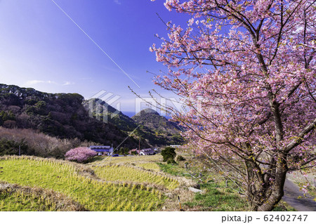 （静岡県）河津桜咲く、西伊豆石部の棚田 62402747
