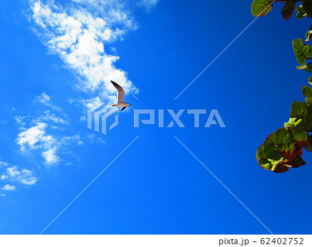 カリブ海の空と鳥 カリブ海の空と鳥 62402752