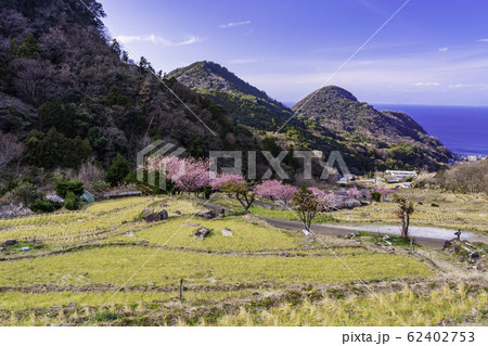 （静岡県）河津桜咲く、西伊豆石部の棚田 62402753