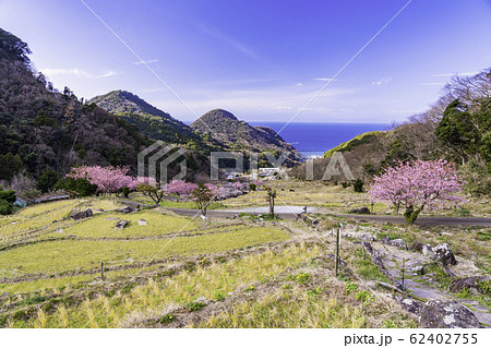 （静岡県）河津桜咲く、西伊豆石部の棚田　石畳の道 62402755