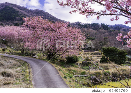 (静岡県)河津桜咲く、西伊豆石部の棚田 (静岡県)河津桜咲く、西伊豆石部の棚田 62402760