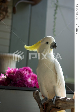 鳥　オウム　インコ　花　bird cockatoo キバタン 62402845
