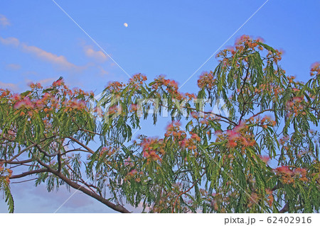 ネムノキの葉の閉じる様子 62402916