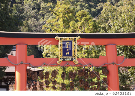 松尾大社の二の鳥居と榊 62403135