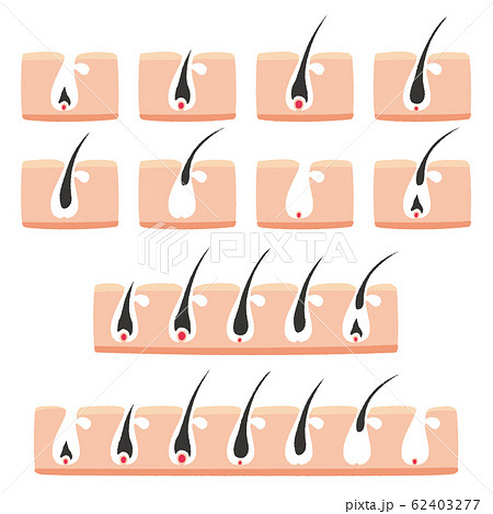 ヘアサイクルのイラスト 62403277