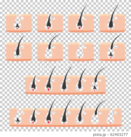 ヘアサイクルのイラスト 62403277