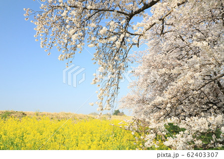 熊谷桜堤の風景 熊谷桜堤の風景 62403307