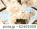 熊谷桜堤の風景 62403309