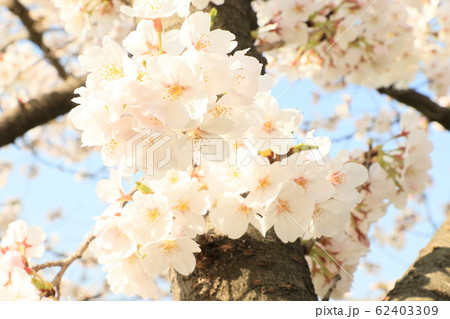 熊谷桜堤の風景 熊谷桜堤の風景 62403309