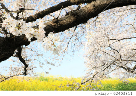 熊谷桜堤の風景 熊谷桜堤の風景 62403311