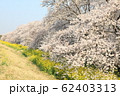 熊谷桜堤の風景 62403313
