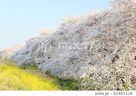 熊谷桜堤の風景 熊谷桜堤の風景 62403316