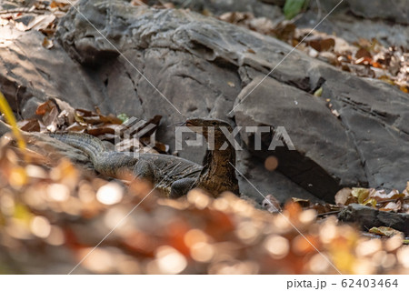 Varanus salvator also common water monitor, large varanid lizard native to South and Southeast Asia Varanus salvator also common water monitor, large varanid lizard native to South and Southeast Asia 62403464