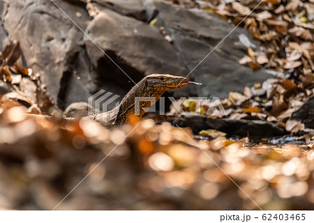 Varanus salvator also common water monitor, large varanid lizard native to South and Southeast Asia Varanus salvator also common water monitor, large varanid lizard native to South and Southeast Asia 62403465