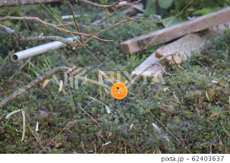 メジロ（目白） 62403637