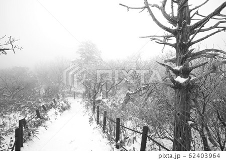 目 空 青 62403964