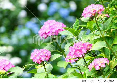 紫陽花 紫陽花 62403982