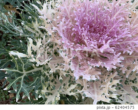 葉牡丹(ハボタン)/Flowering kale 葉牡丹(ハボタン)/Flowering kale 62404575