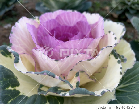 葉牡丹(ハボタン)/Flowering kale 62404577