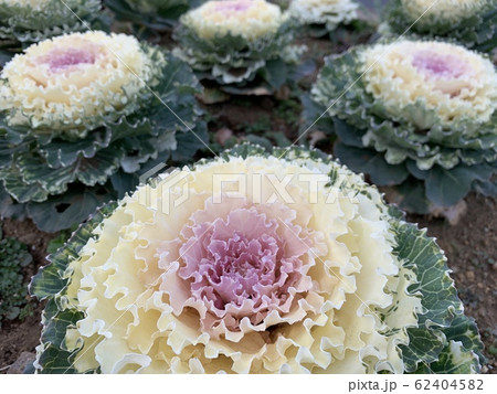 葉牡丹(ハボタン)/Flowering kale 62404582