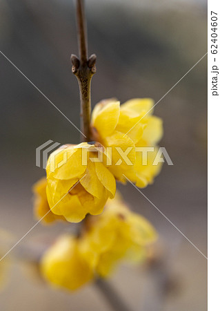 蝋梅の花びらのクローズアップ 62404607