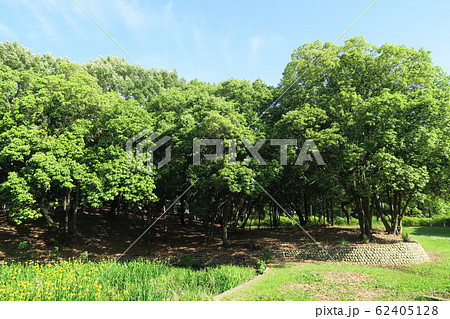 大仙公園 大仙公園 62405128