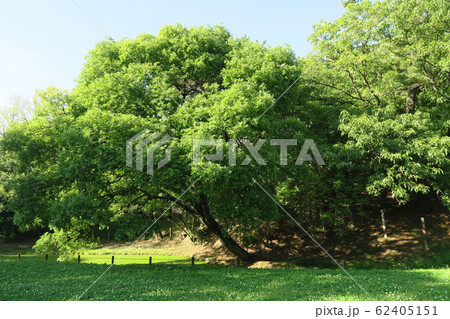 大仙公園 大仙公園 62405151