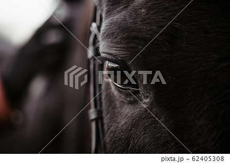 Black horse, eyes horse close up, black wild horse in natural background, portrait of horse, macro shot of a horse eye 62405308