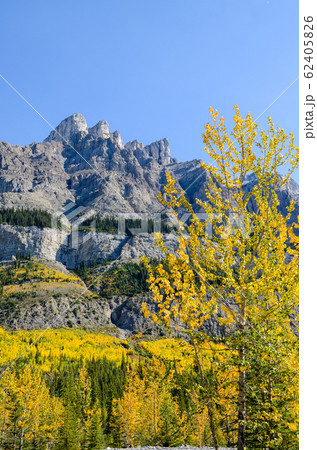 秋のカナディアンロッキー　紅葉（黄葉）のノース・サスカチュワン川（バンフ国立公園　カナダ） 62405826