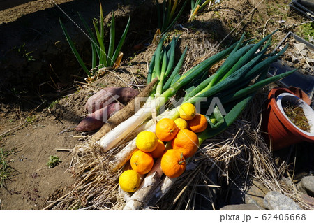野菜 食べ物 栽培 果物 野菜 食べ物 栽培 果物 62406668