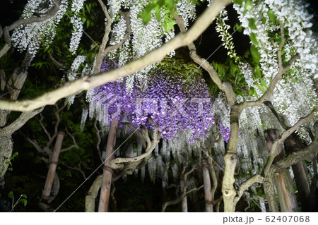 藤の花の写真素材