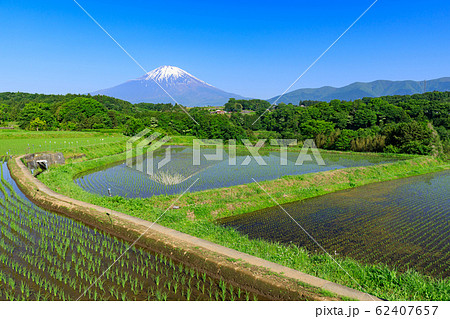静岡_富士山映す水田風景 62407657