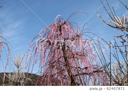 春の梅の花 春の梅の花 62407871