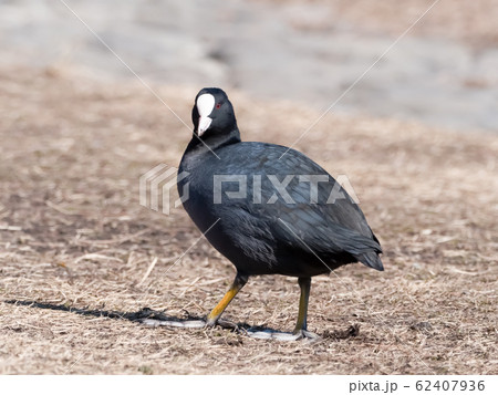 オオバン 62407936