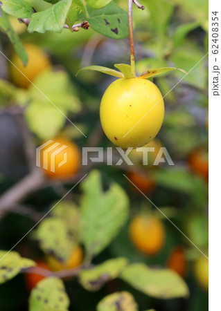 老鴉柿 老鴉柿 62408354