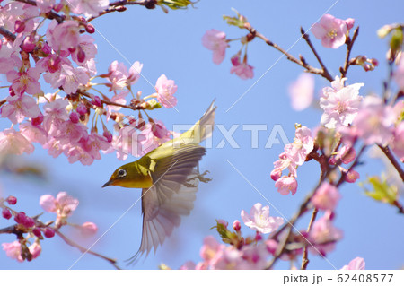 佐倉城址公園の野鳥　メジロと河津桜 62408577