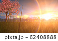 風景イメージCG_桜の木_夕焼け 62408888